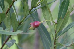 Syzygium occidentale
